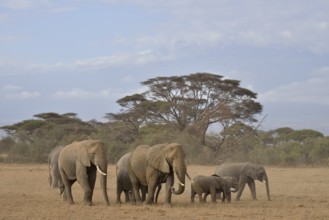 Herd of African Bush Elephants (Loxodonta africana), Amboseli National Park, Rift Valley Province,