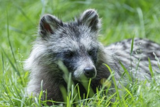 Raccoon dog (Nyctereutes procyonoides), portrait, captive, Hesse, Germany, Europe