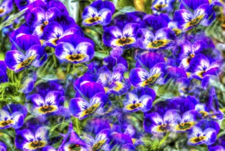 Large-flowered field pansy, viola (plant) (Viola), purple flowers creative, artistic shot, violet