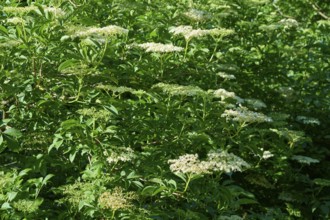 Blooming Elderflower in spring, Bavaria, Germany, Europe