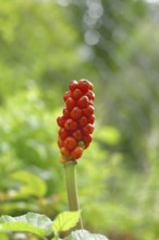 Common arum (Arum maculatum), fruit stand with red fruits in a beech forest, Wilnsdorf, North