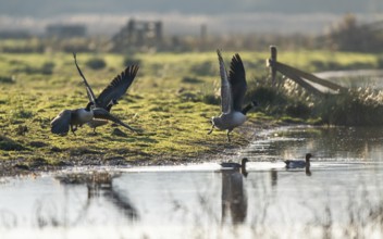 Canada Goose (Branta canadensis) birds in flight over Marshes at winter time