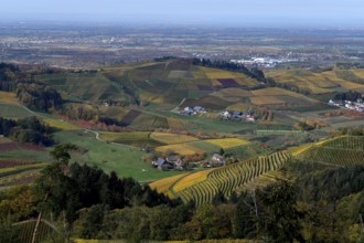 Landscape with autumnal coloured vineyards, near Durbach, Ortenaukreis, Black Forest,