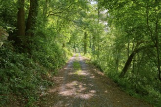 Forest path in spring, Großheubach, Miltenberg, Spessart, Bavaria, Germany, Europe