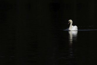 Mute swan (Cygnus olor) adult bird swimming on a lake, Suffolk, England, United Kingdom, Europe