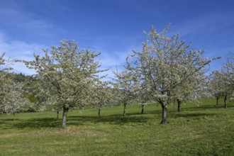 Flowering cherry trees near Obereggenen, Eggener Tal, Markgräfler Land, Black Forest,