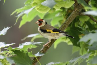 European goldfinch or (Carduelis carduelis) sitting on a branch, Baden-Württemberg, Germany, Europe