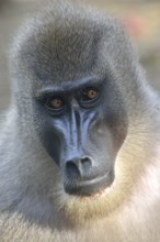 Drill (Mandrillus leucophaeus), female, animal portrait, captive, South-West Region, Cameroon,