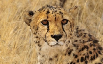 Cheetah (Acinonyx jubatus), portrait, Okonjima Game Reserve, Namibia, Africa