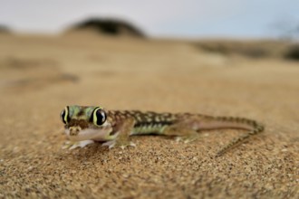 Namib gecko, namib sand gecko, web-footed gecko (Pachydactylus rangei), Namib Desert, Namibia,