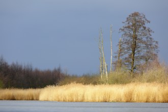 Alder trees in spring with reeds on the banks of the Peene River, Peene Valley River Landscape