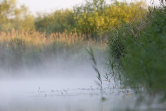 Morning fog on the river Peene, Peene Valley River Landscape nature park Park, Mecklenburg-Western