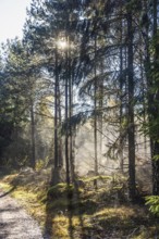 Sunbeams in morning fog in a spruce forest at autumn, Sweden, Europe