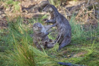 European Otter (Lutra lutra), two animals play and fight, captive