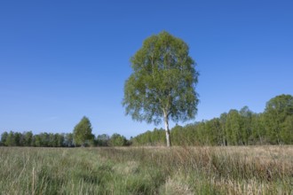 Downy birch (Betula pubescens), solitary, in spring, blue sky, Lower Saxony, Germany, Europe