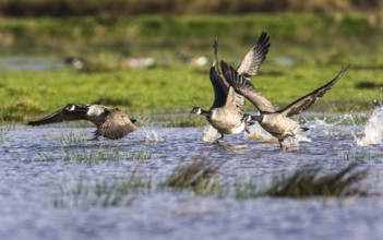 Canada Goose (Branta canadensis) birds in flight over Marshes