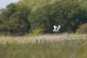 Barn owl (Tyto alba) adult bird in flight over grassland, Suffolk, England, United Kingdom, Europe