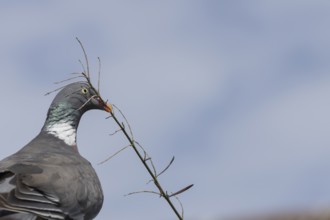 Wood pigeon (Columba palumbus) adult bird with a tree branch in its beak for nesting material,