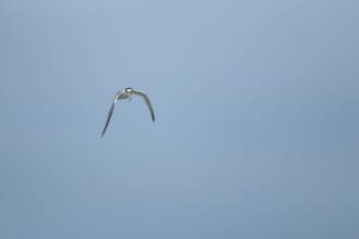 Little tern (Sternula albifrons) adult bird in flight with a fish in its beak, Suffolk, England,