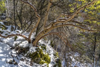 Snowy forest in the Troodos Mountains, Cyprus, Europe