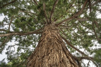 Sequoia (Sequoiadendron giganteum), full-size, Switzerland, Europe