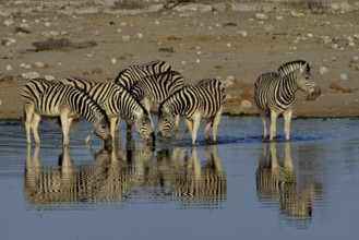 Burchell's Zebras (Equus quagga burchelli) in the water, waterhole Chudop, Etosha National Park,