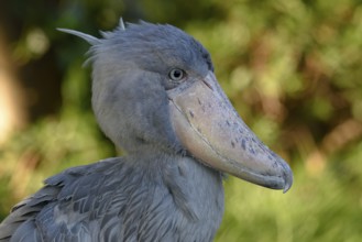 Shoebill (Balaeniceps rex), Occurrence in Africa, captive, animal portrait, Japan, Asia