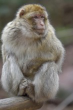 Barbary macaque (Macaca sylvanus), sitting, captive, France, Europe