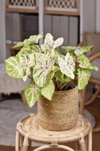 Exotic 'Caladium Miss Muffet' houseplant with pink and green leaves with red dots in basket pot