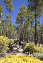 Canary Island pine (Pinus canariensis) or Canary Island pine in Parque Rural del Nublo, Las Palmas