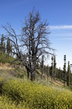 Burnt tree in Parque Rural del Nublo, Las Palmas Province, Gran Canaria, Canary Islands, Spain,