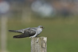 Common cuckoo (Cuculus canorus), male sitting on post of a pasture fence, Wildlife, Westerwald,