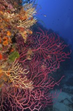 Violescent sea-whip (Paramuricea clavata) in the Mediterranean Sea near Hyères. Dive site Giens