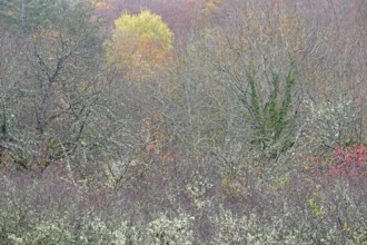 Deciduous trees overgrown with lichens, Moselle, Rhineland-Palatinate, Germany, Europe