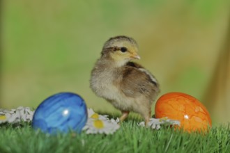 Domestic chicken (Gallus gallus domesticus), chicken chicks with colourful Easter eggs, North