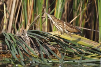 Little Bittern (Ixobrychus minutus), young bird, Middle Elbe Biosphere Reserve, Dessau-Roßlau,