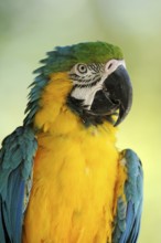 Blue and yellow macaw (Ara ararauna) or ararauna, portrait, captive, occurring in South America