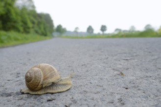 Burgundy snail (Helix pomatia) on a road, North Rhine-Westphalia, Germany, Europe