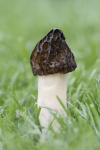 Semi-free morel (Mitrophora semilibera) or Käppchenmorchel, North Rhine-Westphalia, Germany, Europe