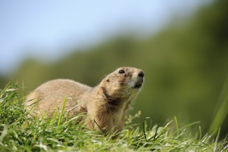 Black-tailed prairie dog (Cynomys ludovicianus), captive, occurring in North America