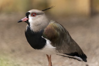 Bronze lapwing (Vanelus chilensis), animal portrait, Germany, Europe