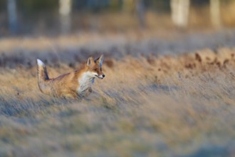 Red Fox (Vulpes vulpes), running in meadow at autumn