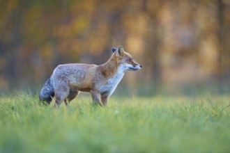 Red Fox (vulpes vulpes), in meadow at autumn