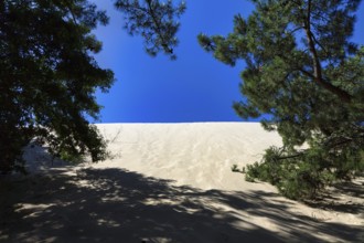 Pine forest at a shifting sand dune, Dune du Pilat, dune near Arcachon, blue sky, Gironde,