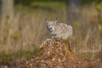 Eurasian lynx (Lynx lynx), on tree trunk in autumn