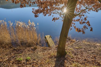 Tree on lake with sun, Freudenberg am Main, Untermain, Spessart, Odenwald, Franconia,