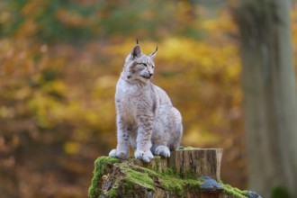 Eurasian lynx (Lynx lynx), sitting on tree trunk in autumn forest