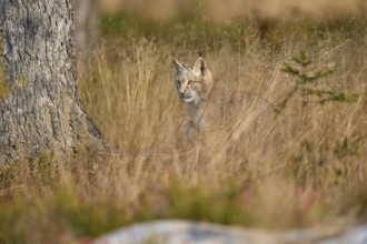 Eurasian lynx (Lynx lynx), in meadow at autumn