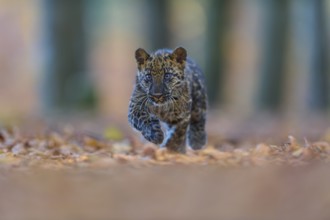 Indian leopard (Panthera pardus fusca), young animal running in forest