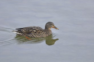 Mallard (Anas platyrhynchos), female, swimming on the lake, Chiemsee, Prien, Bavaria, Germany,